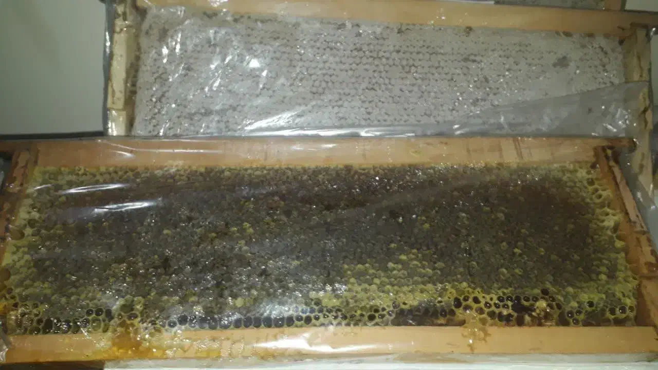 عسل با کیفیت|خوردنی و آشامیدنی|تهران, دانشگاه شریف|دیوار