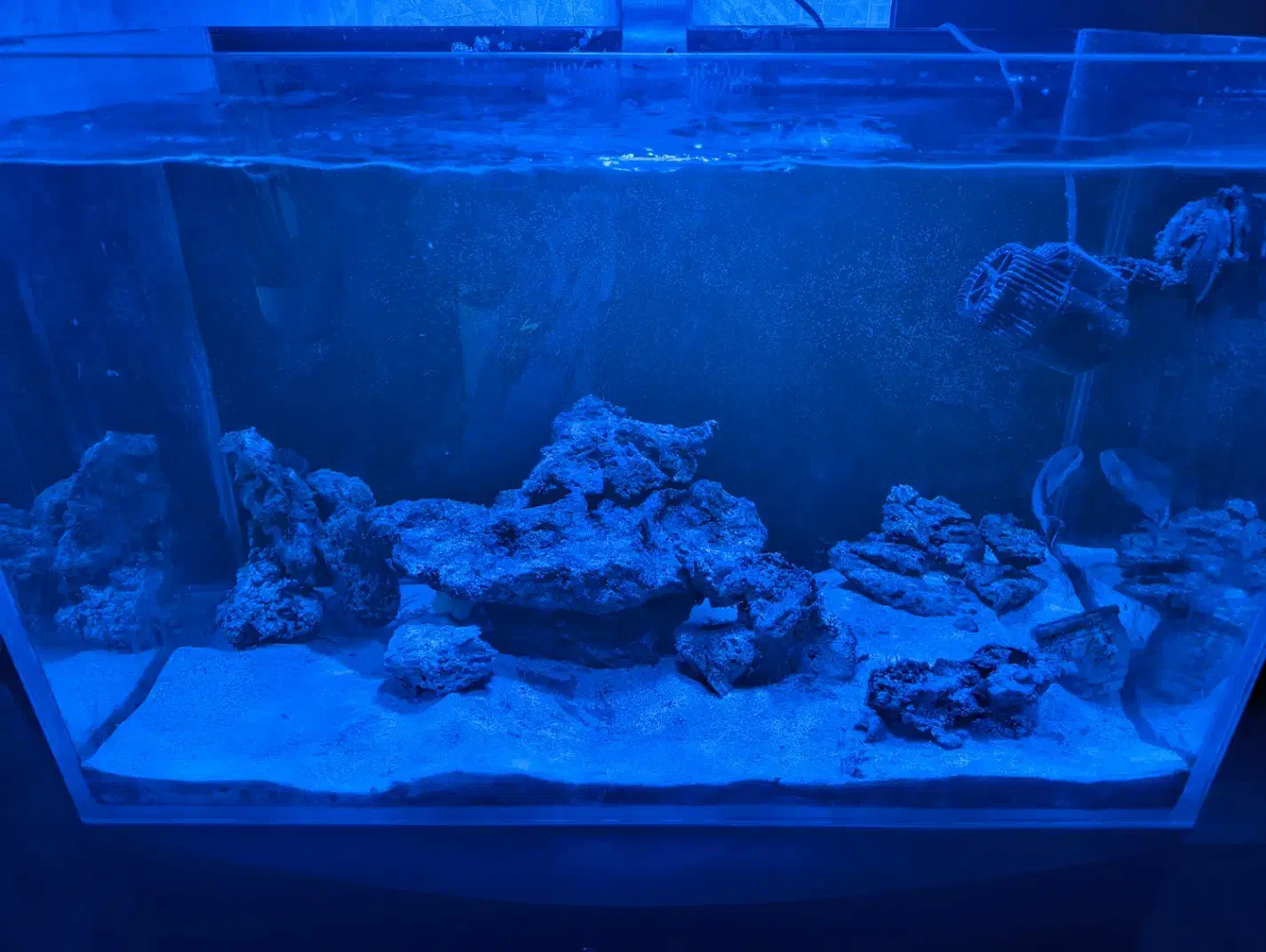 آکواریوم آب شور با وسایل|ماهی|پاکدشت, پاکدشت (مامازند)|دیوار