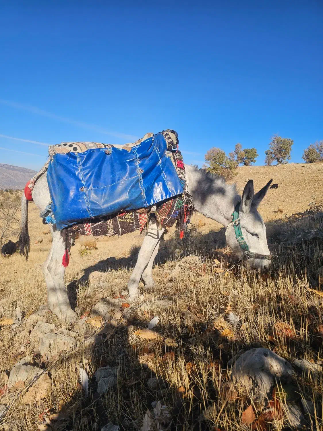 الاغ جوان ۴سال نر مایون پر وگله ای بشرط|حیوانات مزرعه|گچی, |دیوار