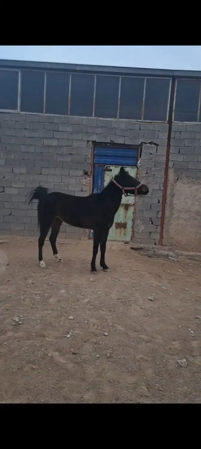 اسب مادیان کرد عرب.|اسب و تجهیزات اسب‌سواری|بستان آباد, |دیوار