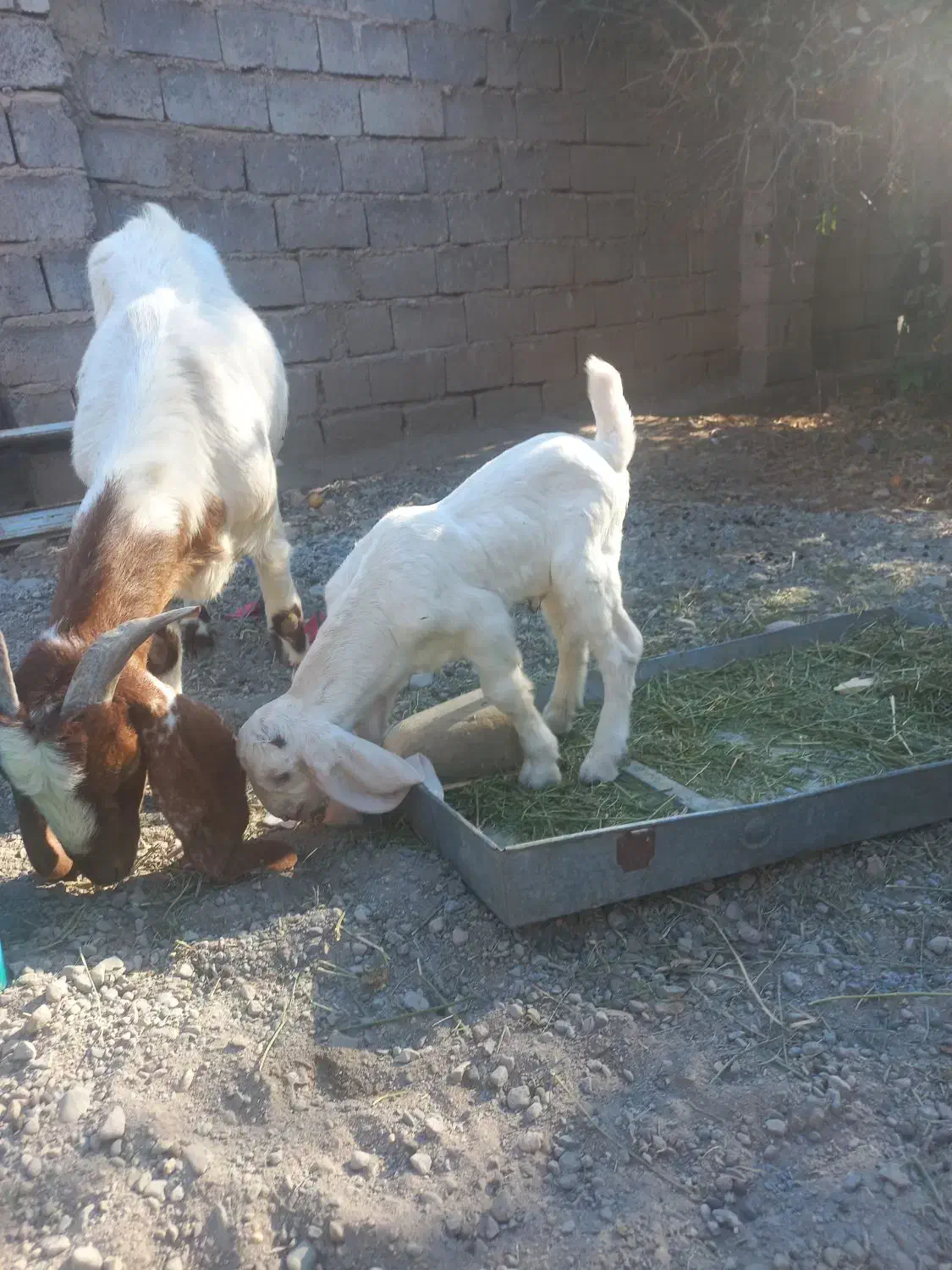 بزپاکستانی کهره نرگلابی فروشی|حیوانات مزرعه|جیرفت, |دیوار