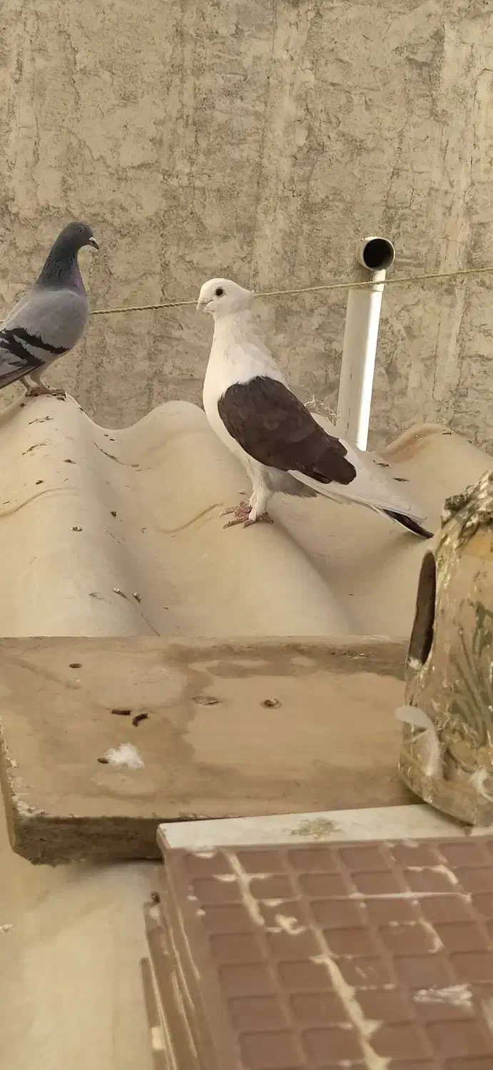 کفتر کاکلی نوک‌ریز|پرنده|گلستان (تهران), |دیوار