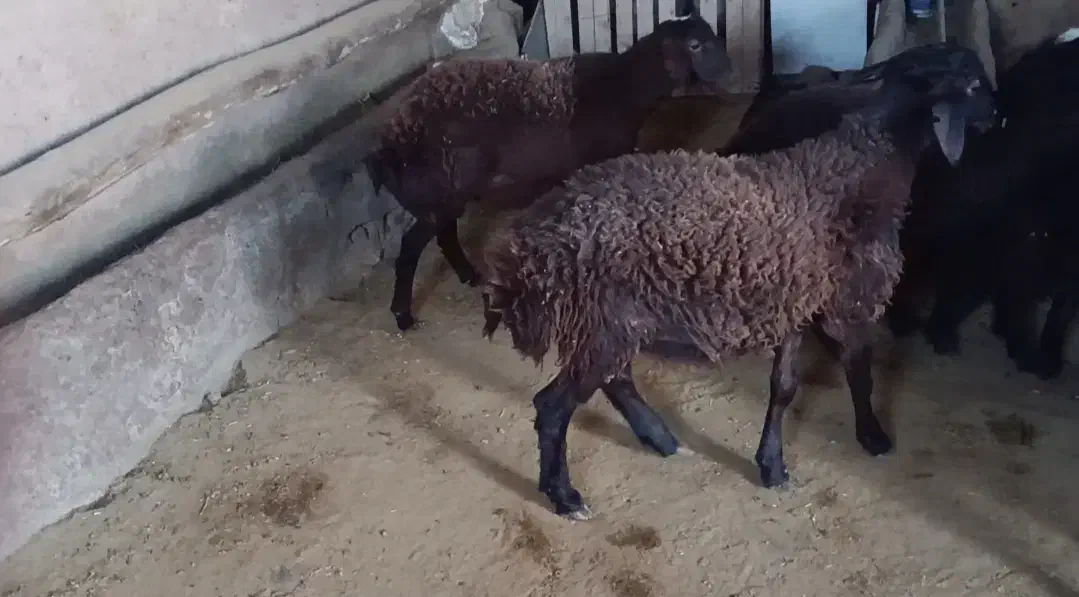 بره پرواری چاق درجه یک وزن حدود 45الی50|حیوانات مزرعه|اشتهارد, |دیوار