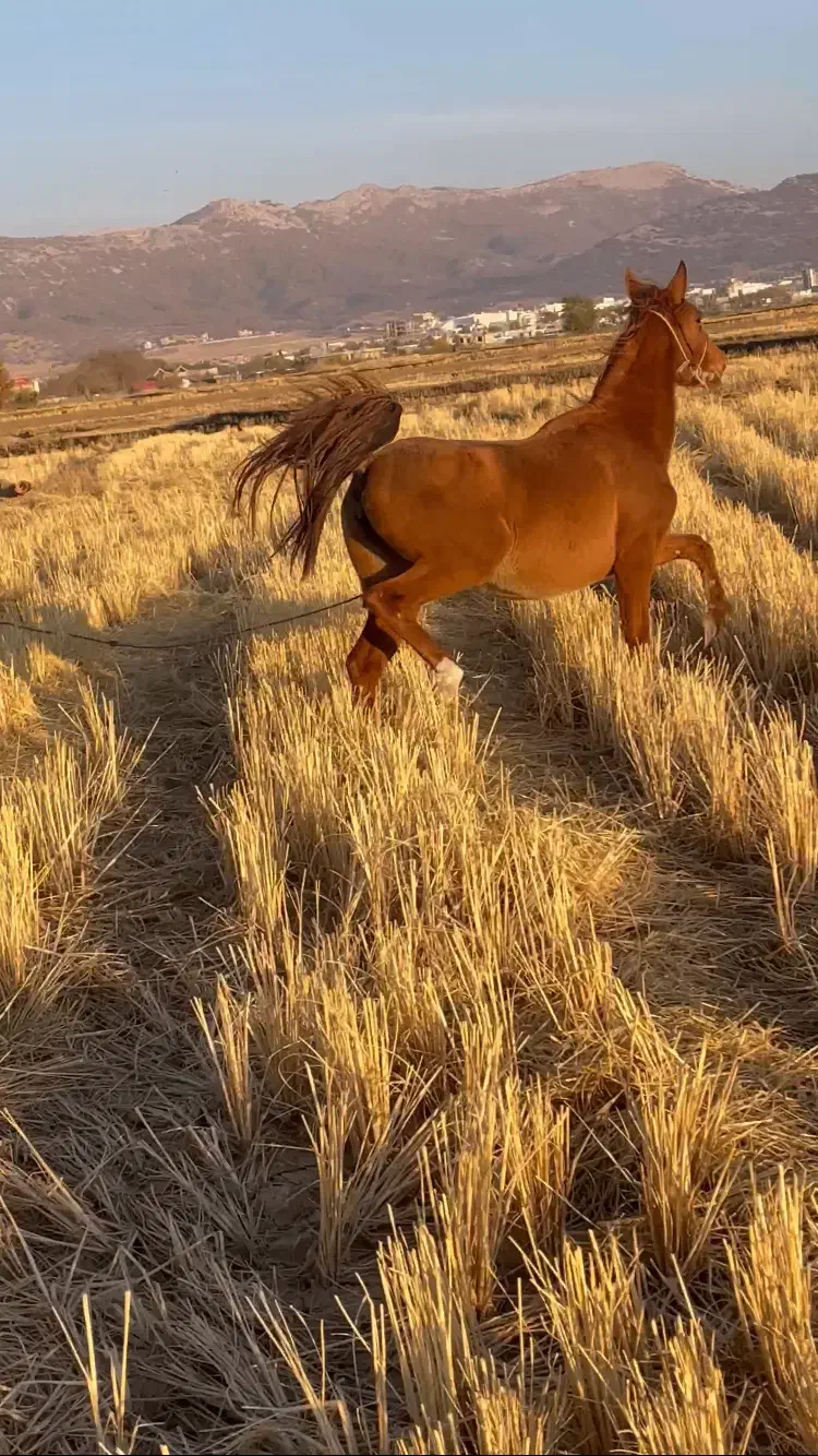 فروش اسب|اسب و تجهیزات اسب‌سواری|یاسوج, |دیوار