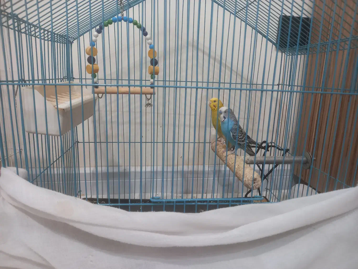 ۱ جفت مرغ عشق مولد|پرنده|تهران, صادقیه|دیوار