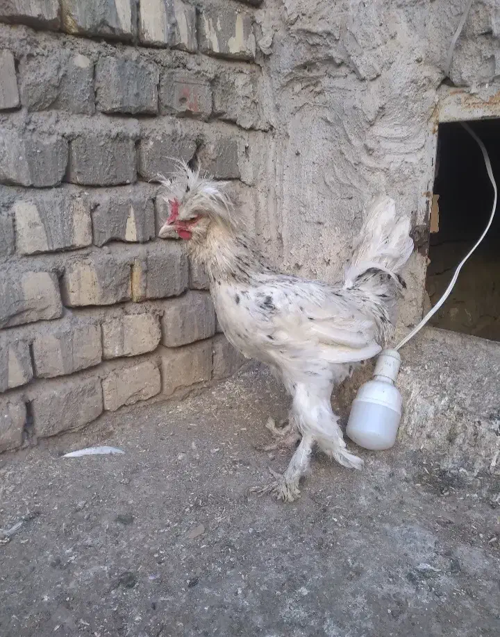 مرغ و خروس نژاد دار|حیوانات مزرعه|قم, قلعه کامکار|دیوار