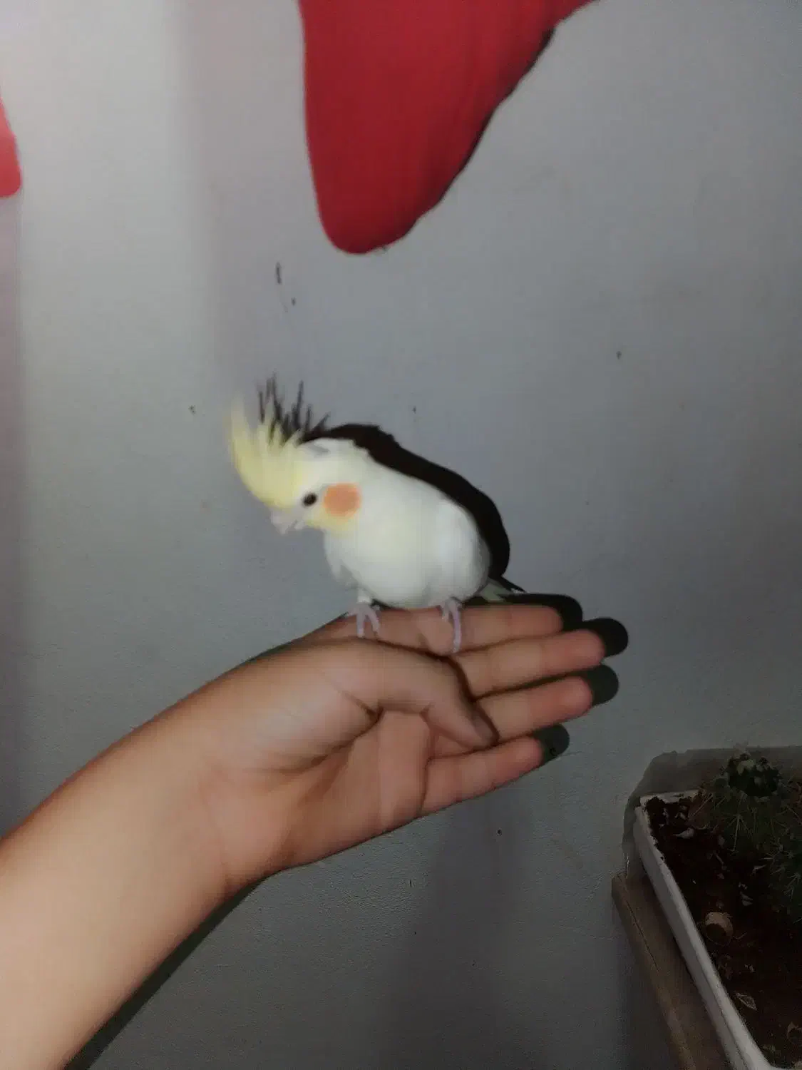 عروس هلندی جوجه|پرنده|بومهن, |دیوار