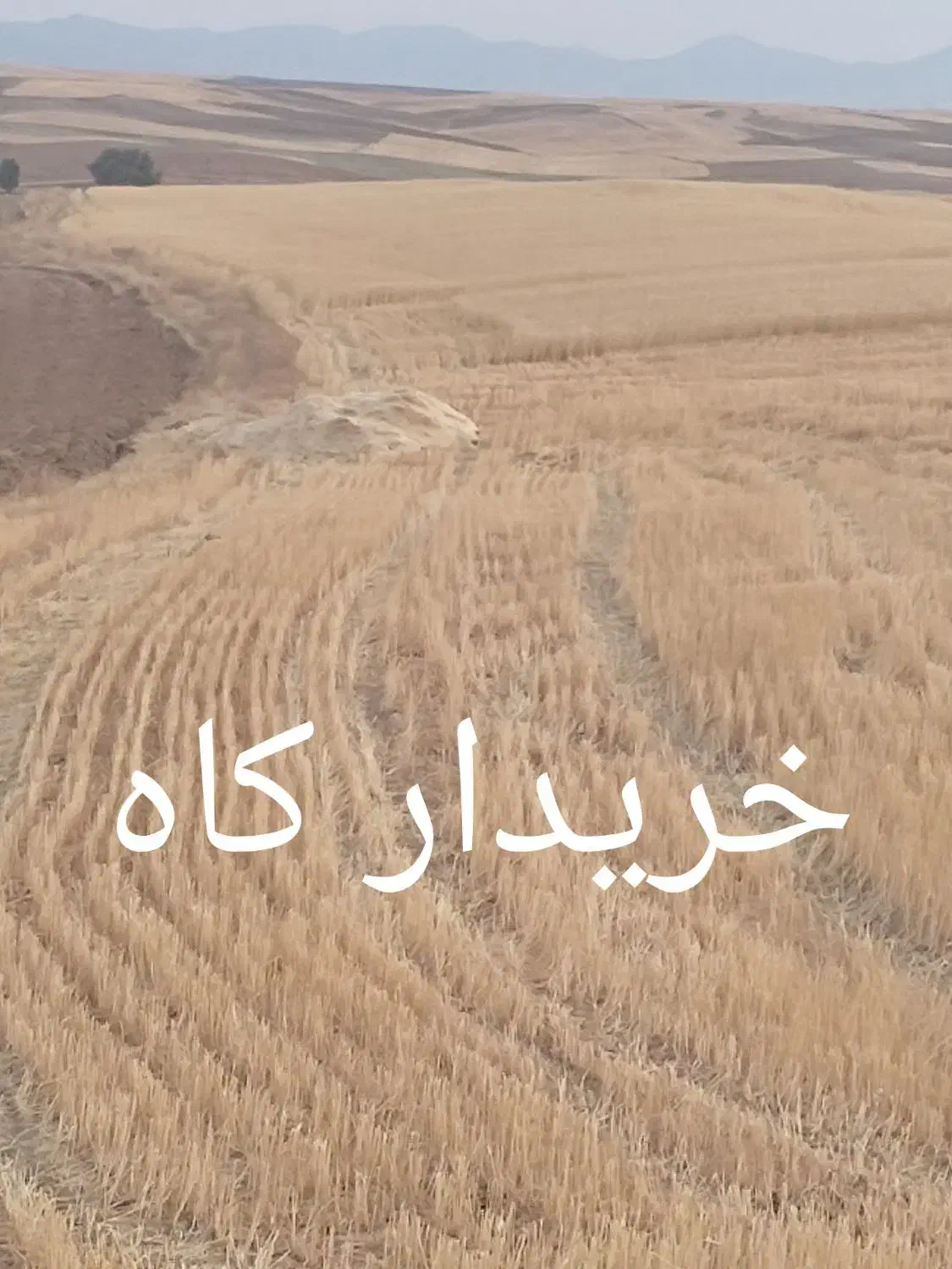 خرید کاه باخاور|خدمات باغبانی و درختکاری|دهگلان, |دیوار