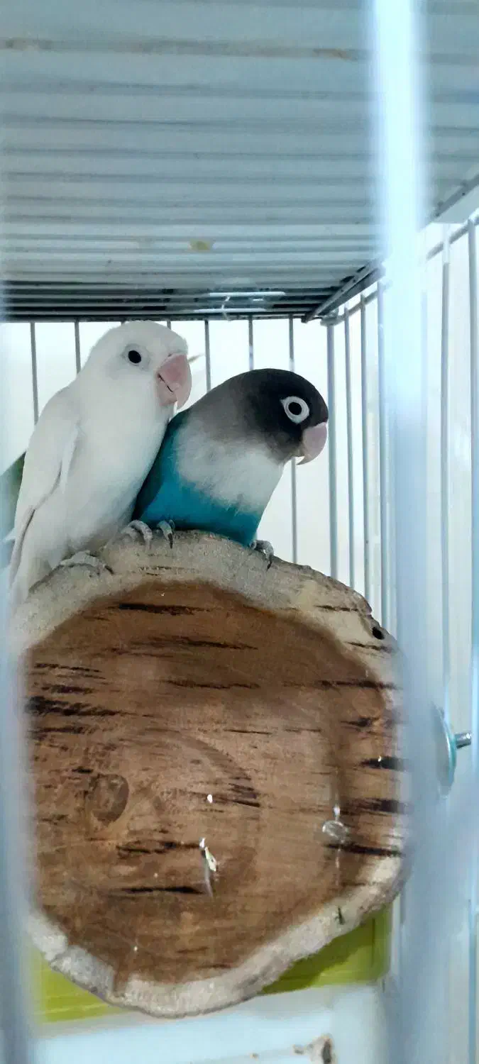 قعس بزرگ و یک جفت کوتوله|پرنده|قم, بوستان علوی|دیوار