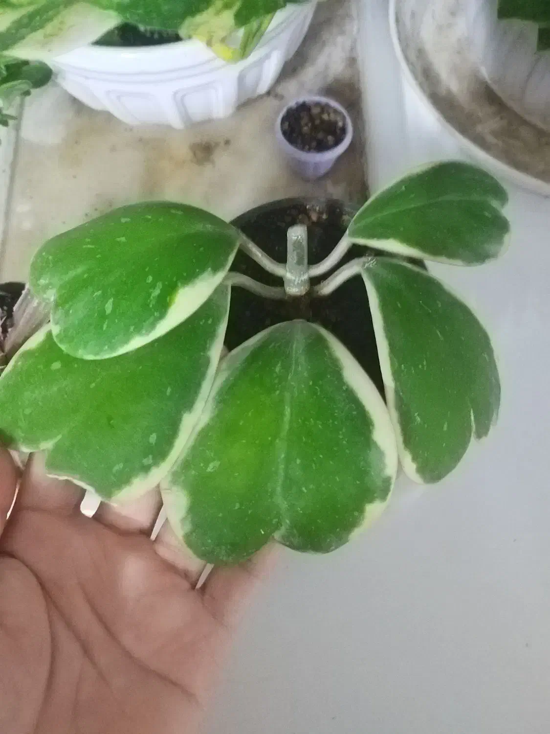 هویا کری ابلق..بگونیا بال فرشته.کریپتانوس|گل و گیاه طبیعی|نیشابور, شهرک فرهنگیان|دیوار