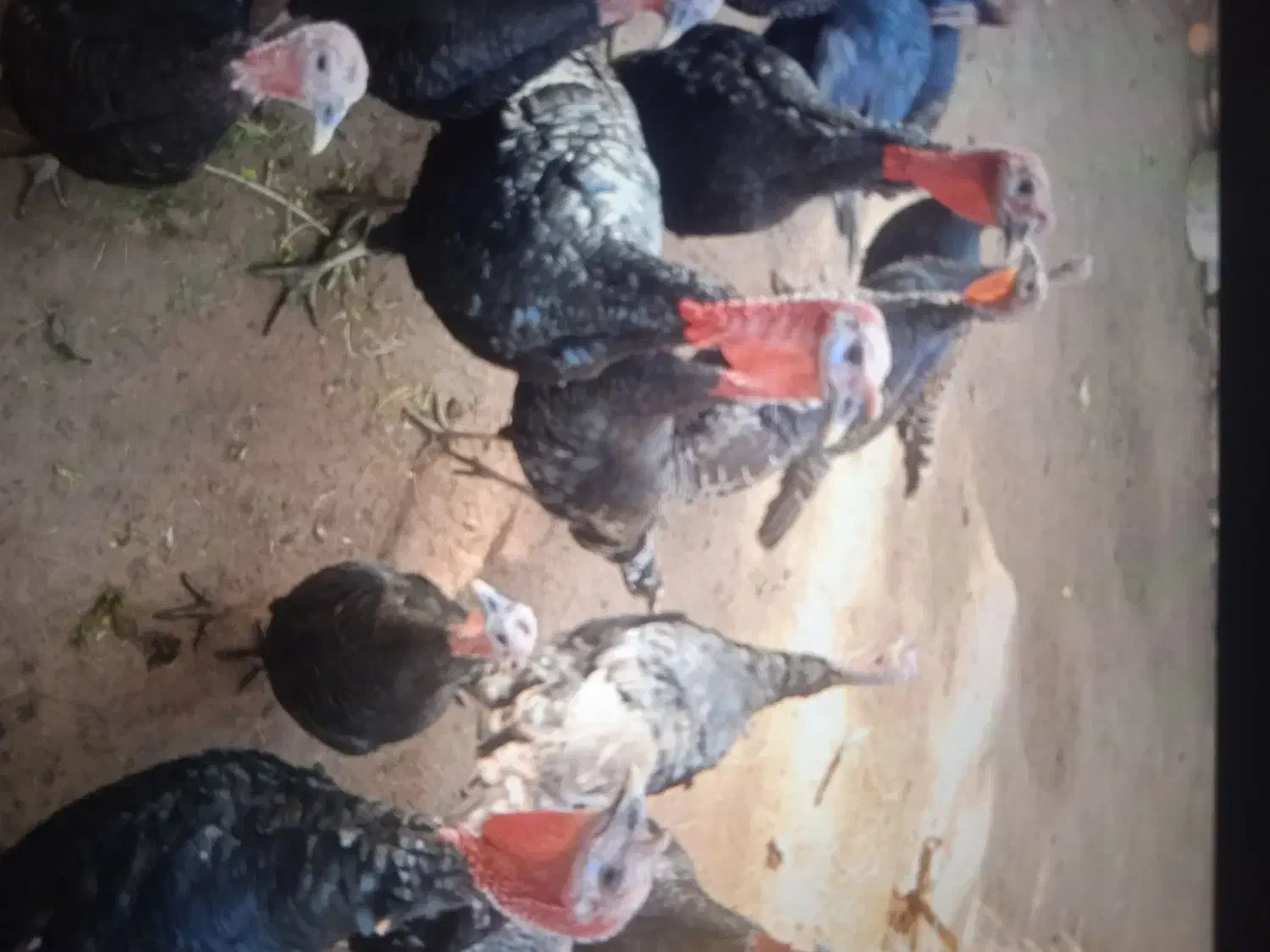 بوقلمون نژاد اصل سیاه ودو عدد اوردک|حیوانات مزرعه|مرند, |دیوار