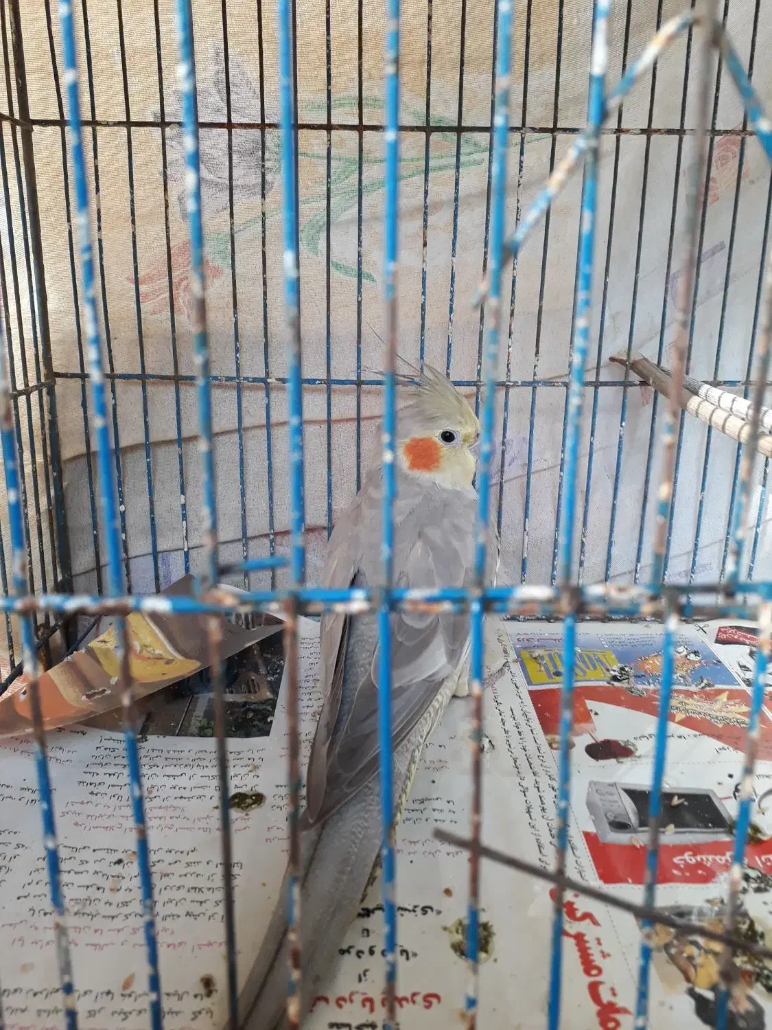 فروش طوطی عروس هلندی ماده|پرنده|رشت, حمیدیان|دیوار