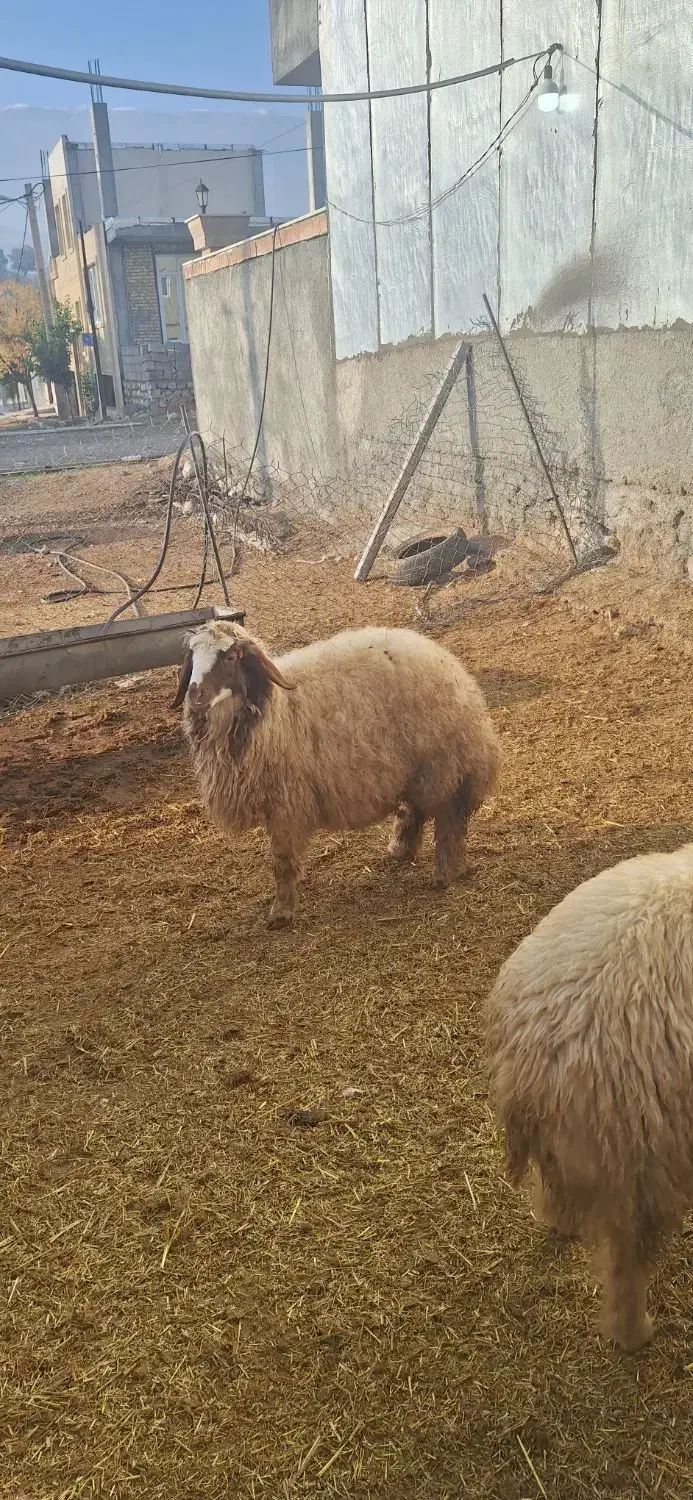 تعداد ۳۲ عدد بره صادراتی|حیوانات مزرعه|بدره, |دیوار