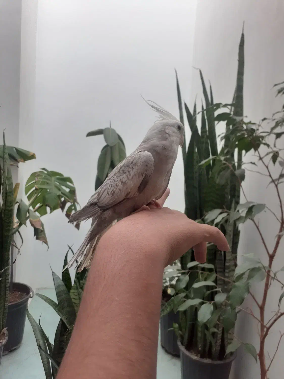 عروس هلندی|پرنده|زنجان, |دیوار