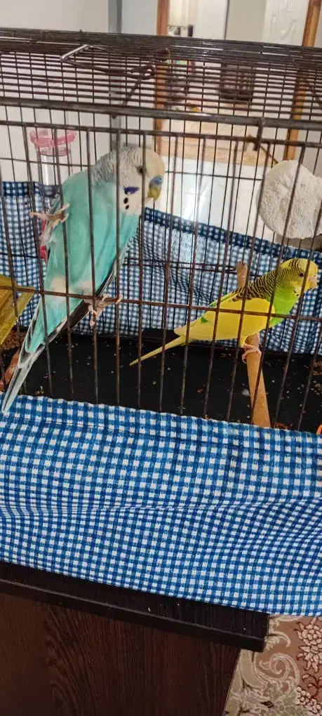 مرغ عشق جفت|پرنده|رشت, دیلمان|دیوار