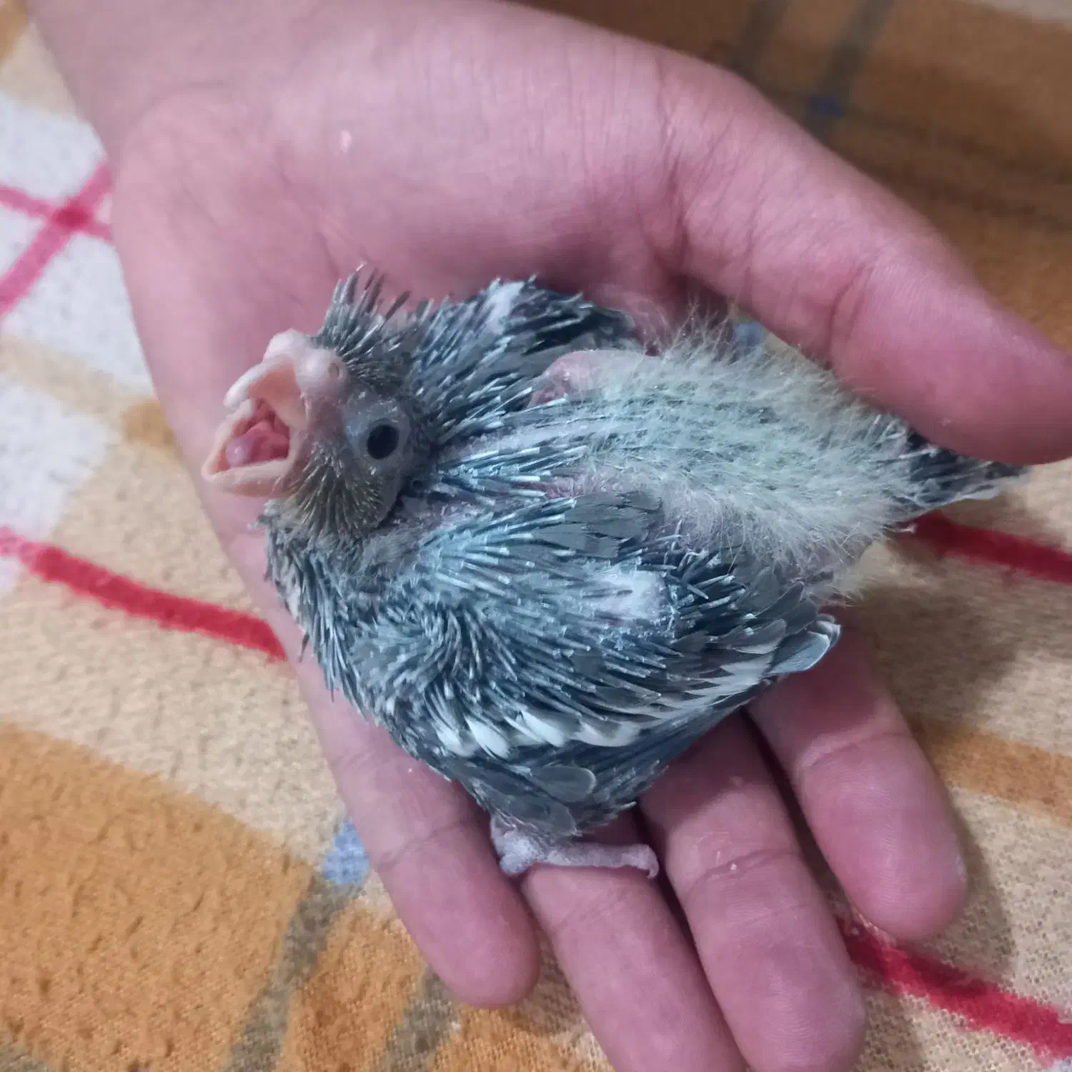 جوجه عروس هلندی دستی یک ماهه|پرنده|میاندوآب, |دیوار