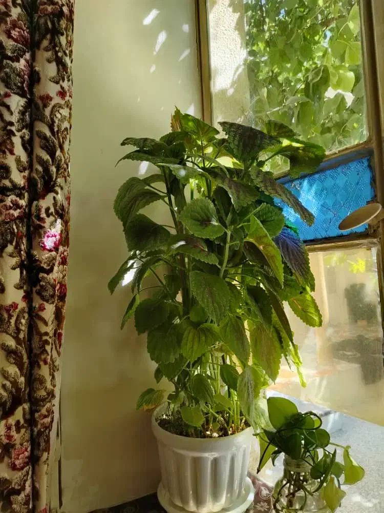 تعدای گل حسن یوسف بفروش|گل و گیاه طبیعی|نجفآباد, قدس|دیوار