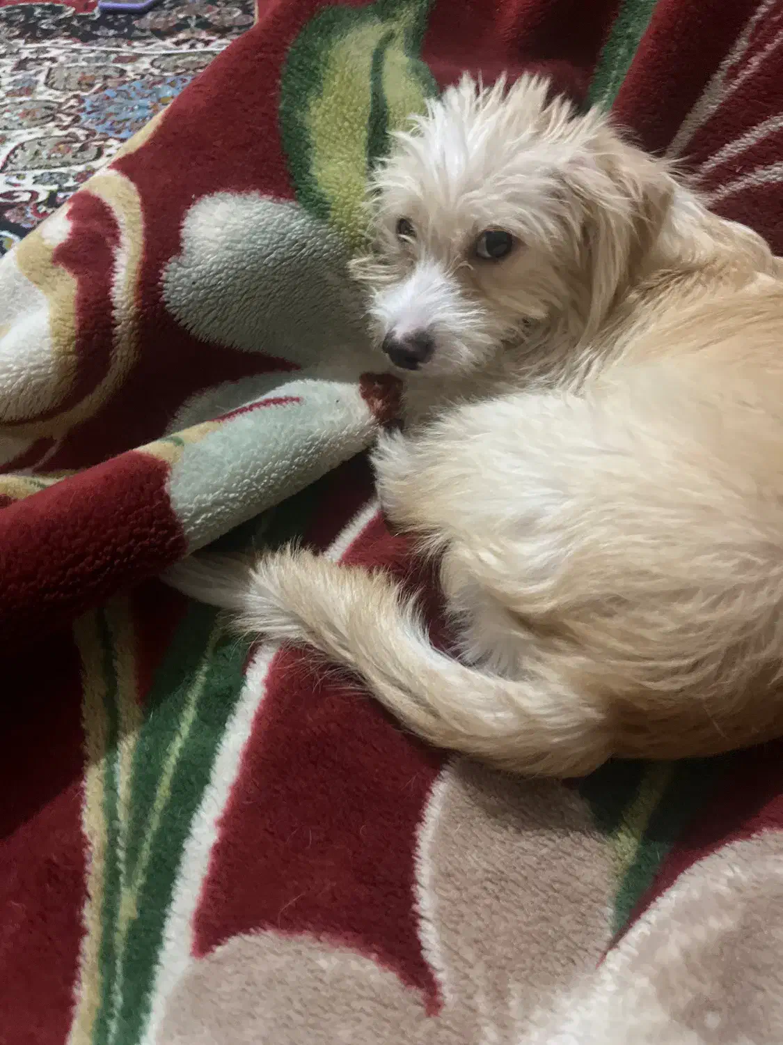 توله سگ|سگ|مهدی شهر, |دیوار