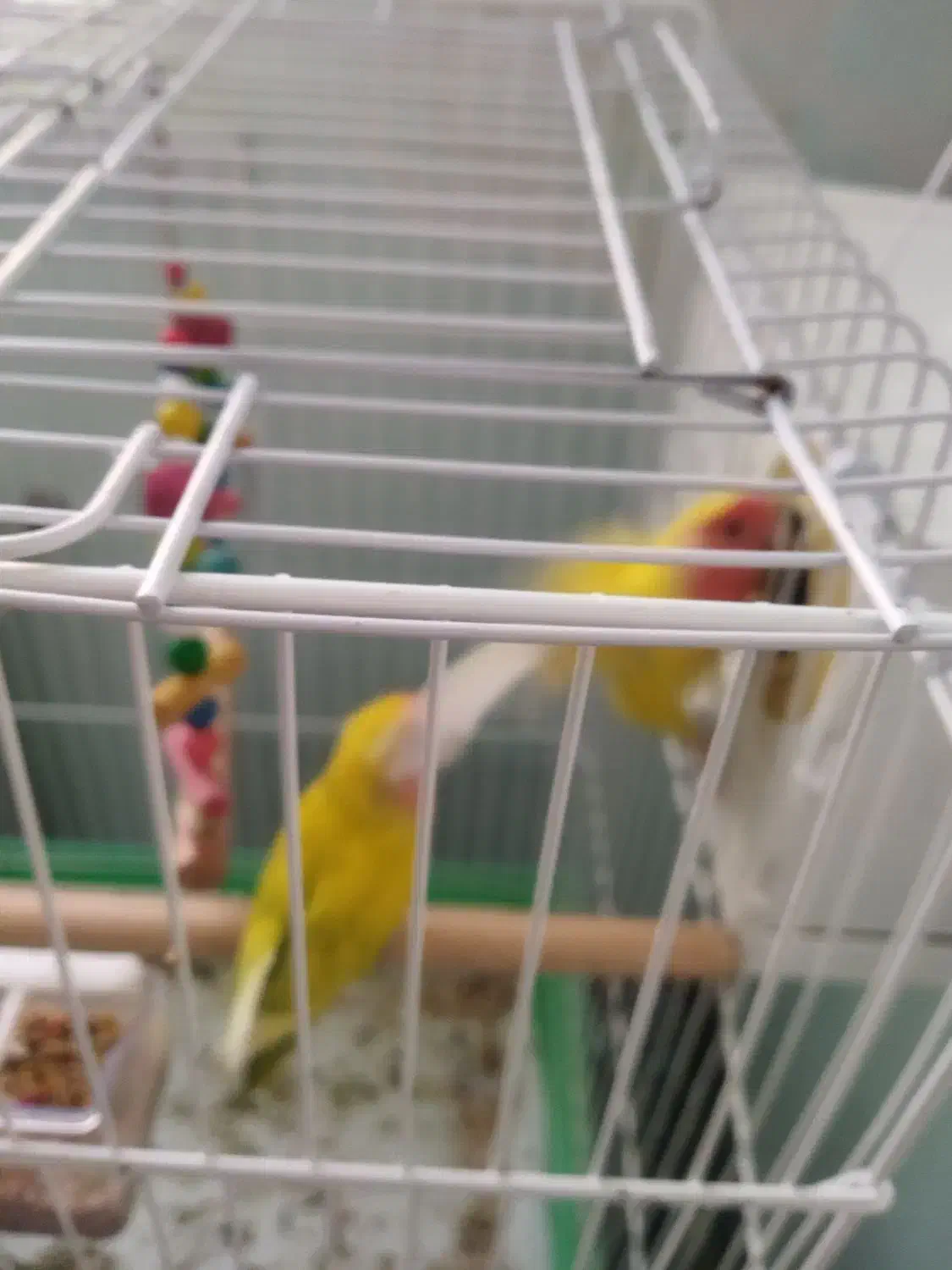 یک جفت طوطی برزیلی مولد|پرنده|سقز, |دیوار