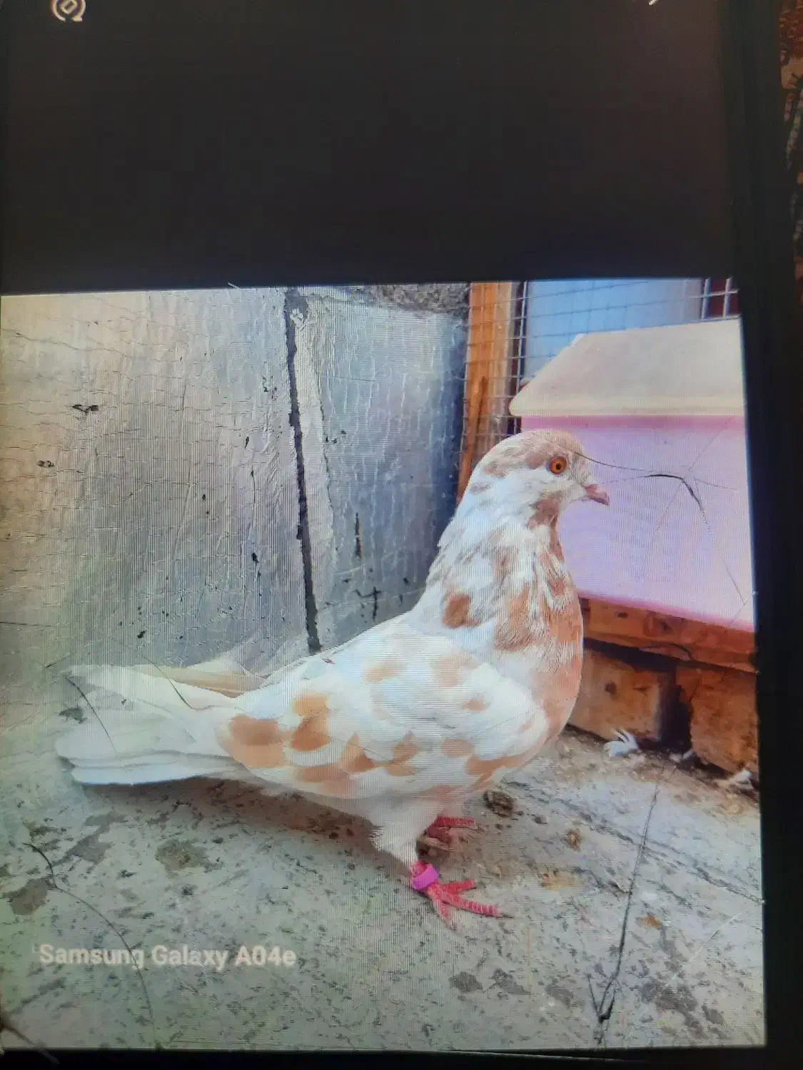 ۷ عدد کبوتر پرشی گرفتنی|پرنده|سمنان, |دیوار