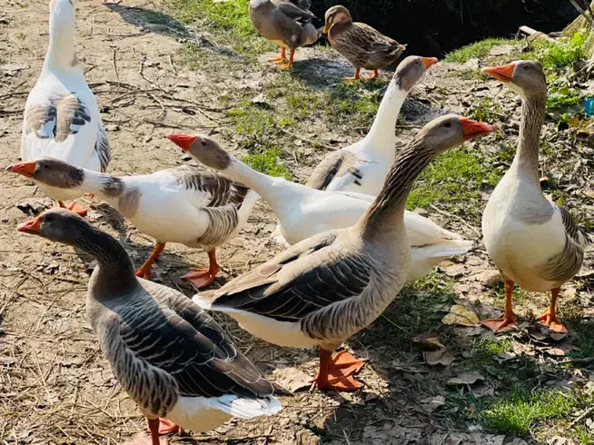 جوجه اردک و غاز بالغ|حیوانات مزرعه|رشت, تازه آباد|دیوار