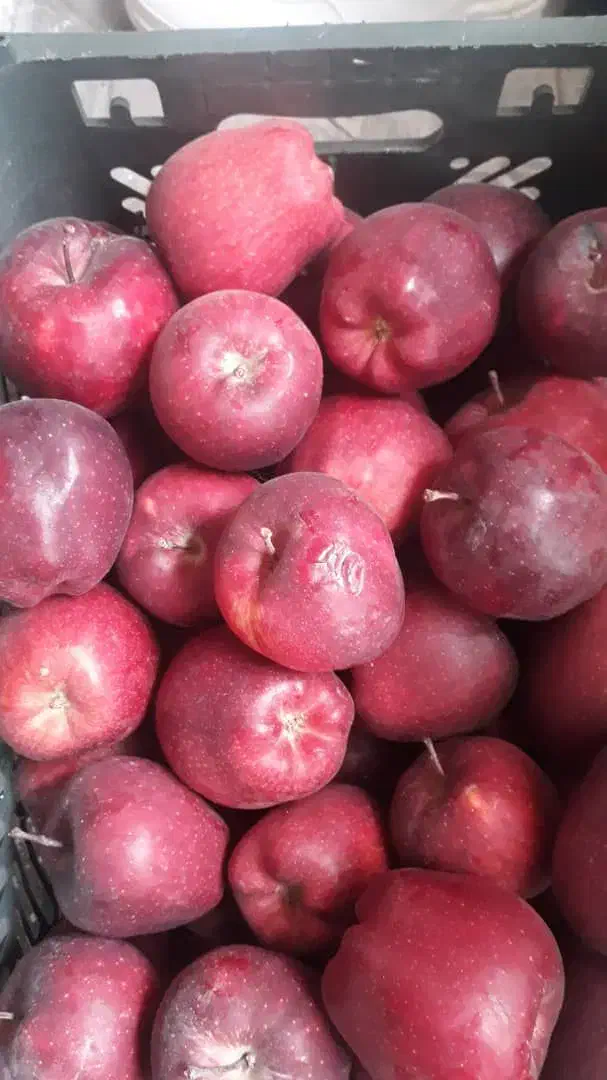 انواع نهال سیب|خدمات باغبانی و درختکاری|بازرگان, |دیوار