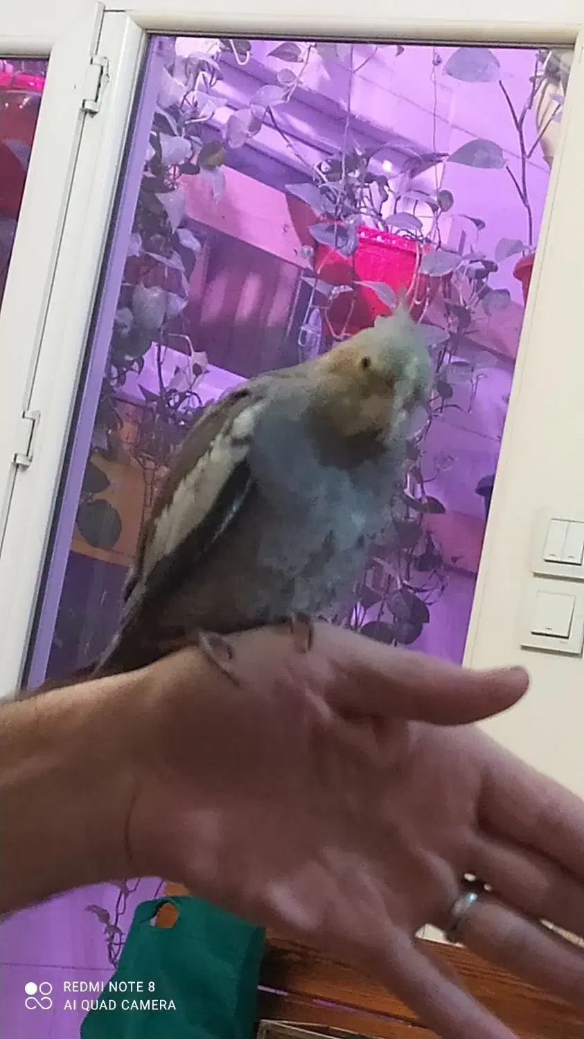 عروس هلندی ماده|پرنده|احمدآبادمستوفی, |دیوار