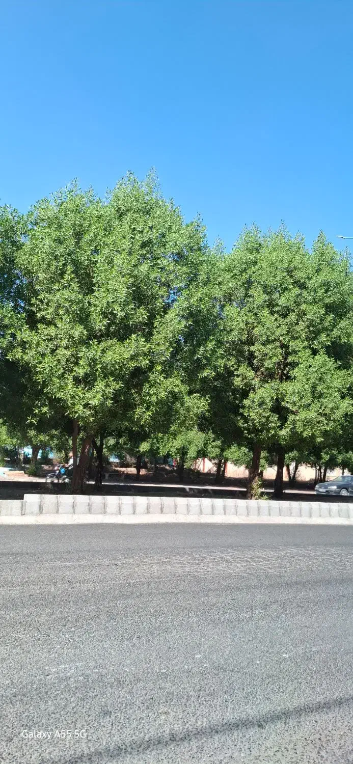 آپارتمان تک واحد ۱۵۵ متری گلریز|فروش آپارتمان|دزفول, |دیوار