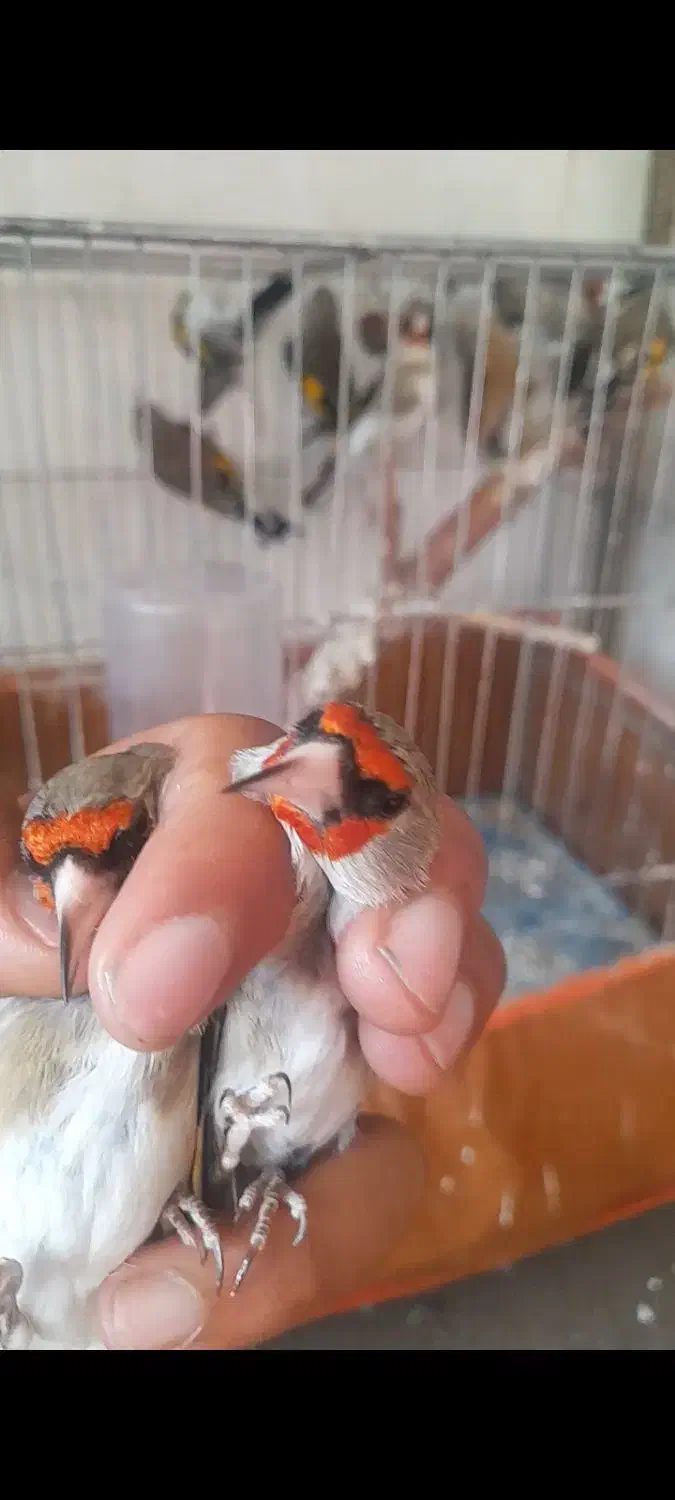 سقا|پرنده|کرمان, |دیوار