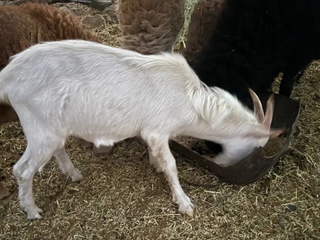 کهره نر سانن اصیل|حیوانات مزرعه|بم, |دیوار