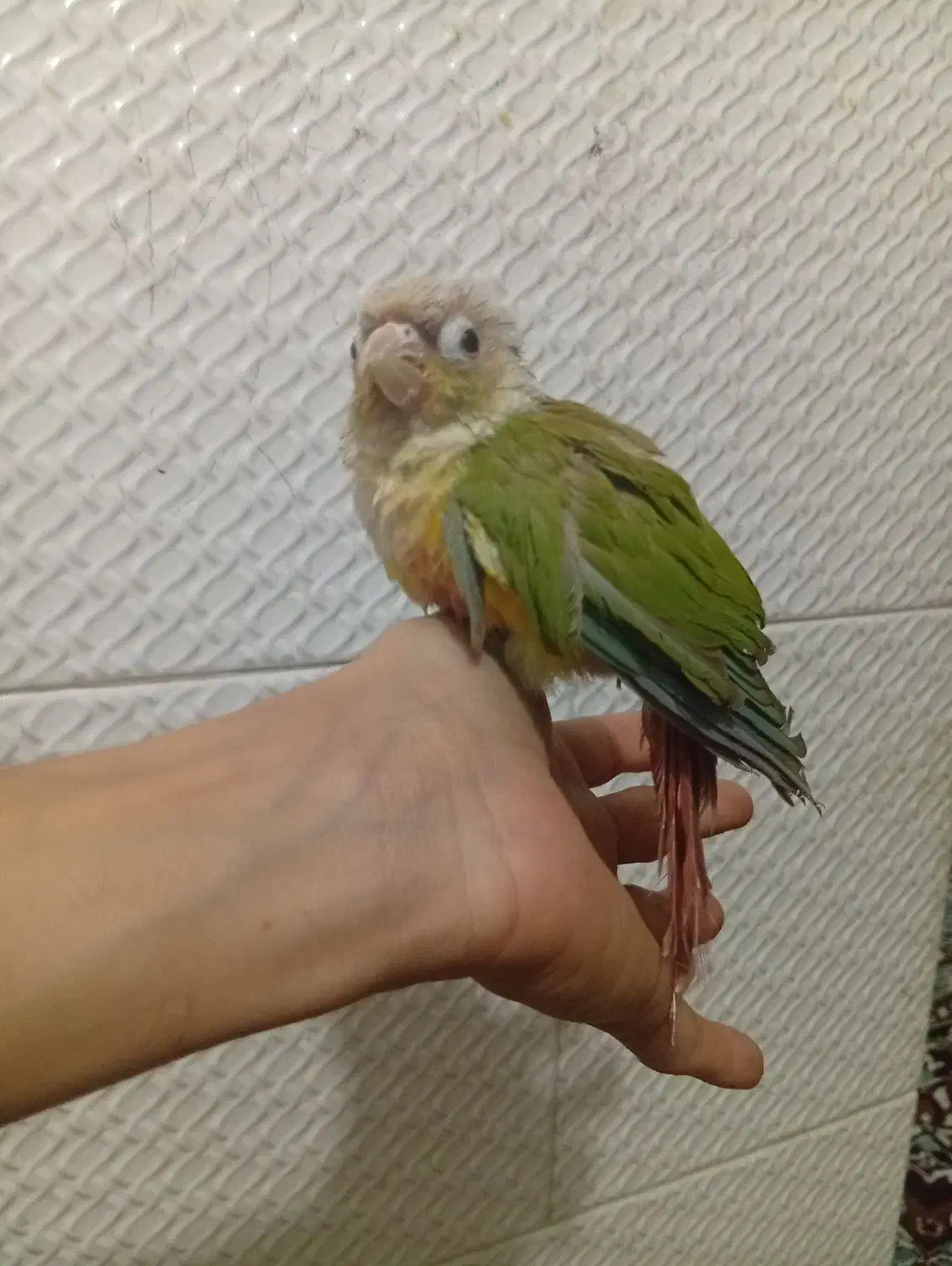 گرینچیک|پرنده|مشهد, ایثار|دیوار