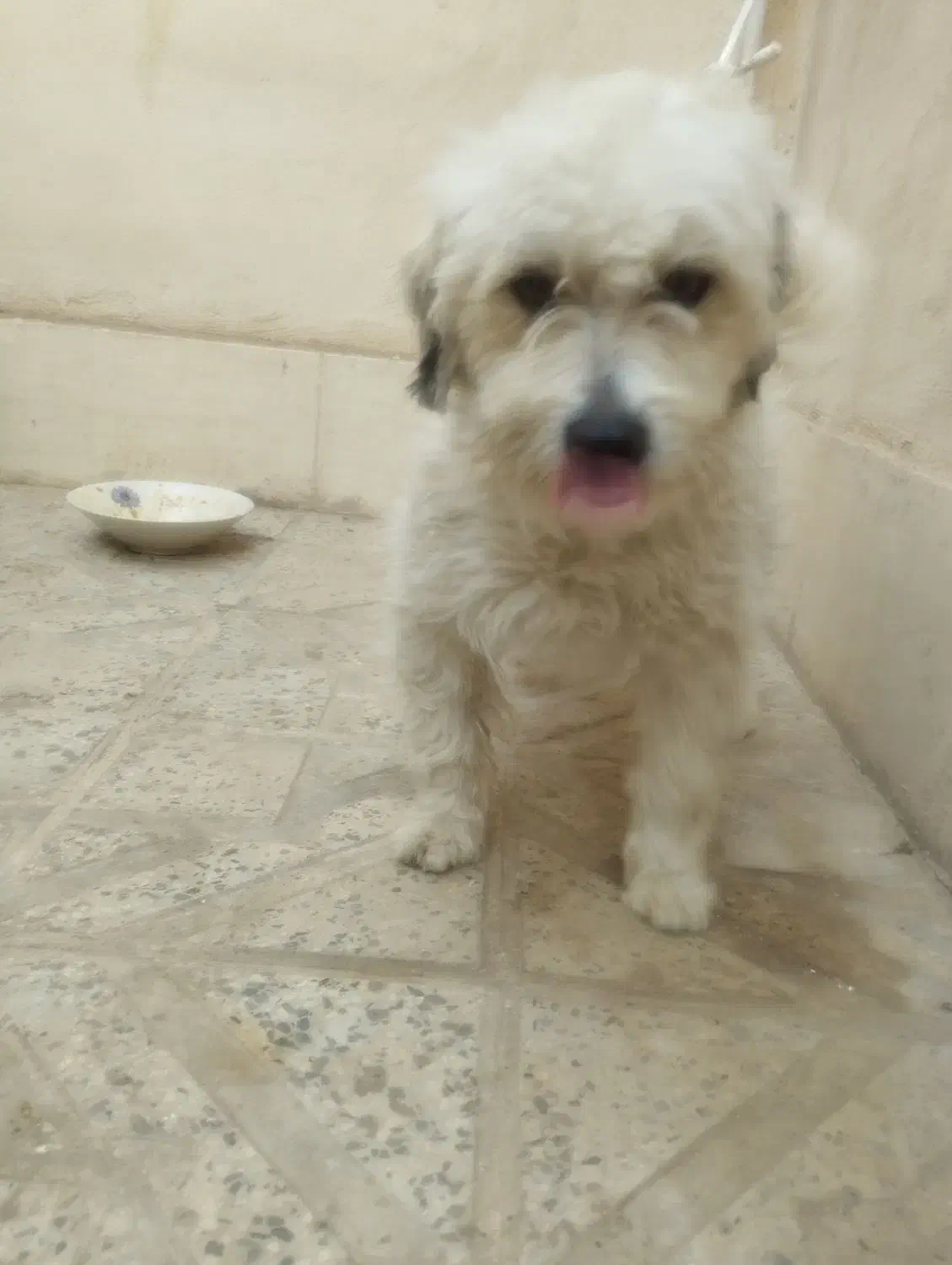 سگ شیتزو|سگ|قزوین, |دیوار