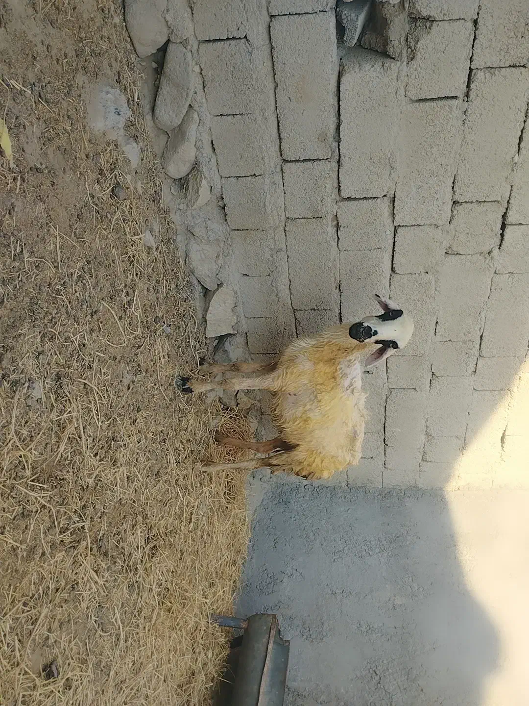 یک عدد میش|حیوانات مزرعه|بندرعباس, |دیوار