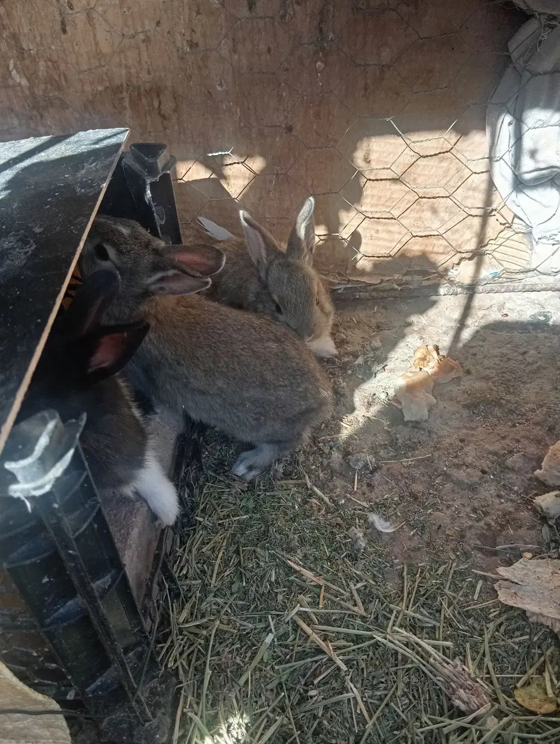 بچه خرگوش|موش و خرگوش|زاهدان, |دیوار