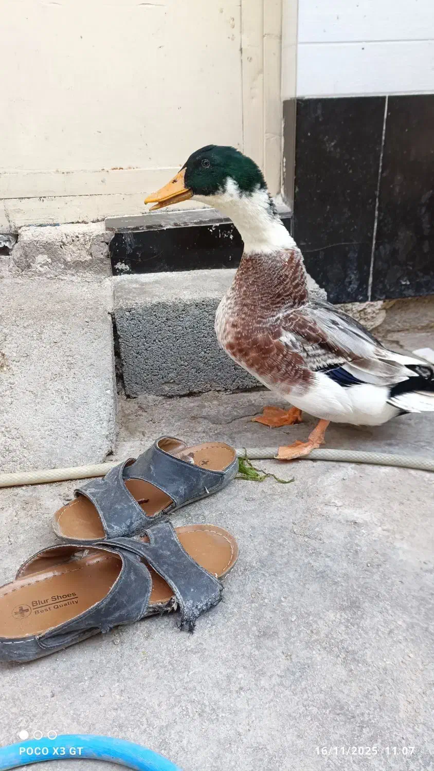 اردک روئن فرانسوی|حیوانات مزرعه|برازجان, |دیوار