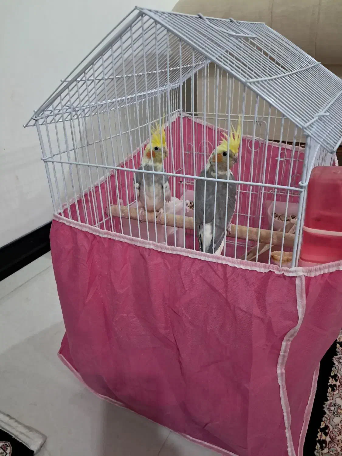 فروش،عروس هلندی شازند|پرنده|شازند, |دیوار