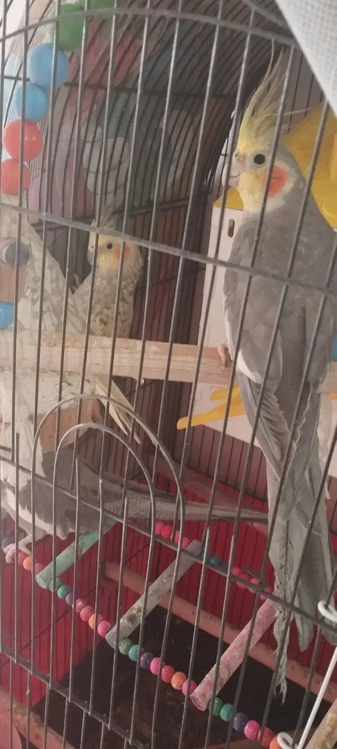 پرنده|پرنده|محمدیه-قزوین, |دیوار