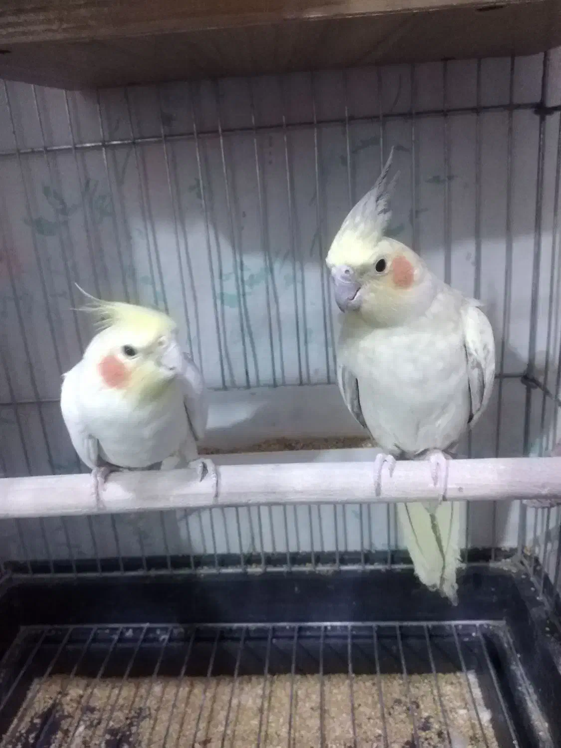 یک جفت عروس هلندی نروماده مولد|پرنده|رباطکریم, نصیرشهر|دیوار