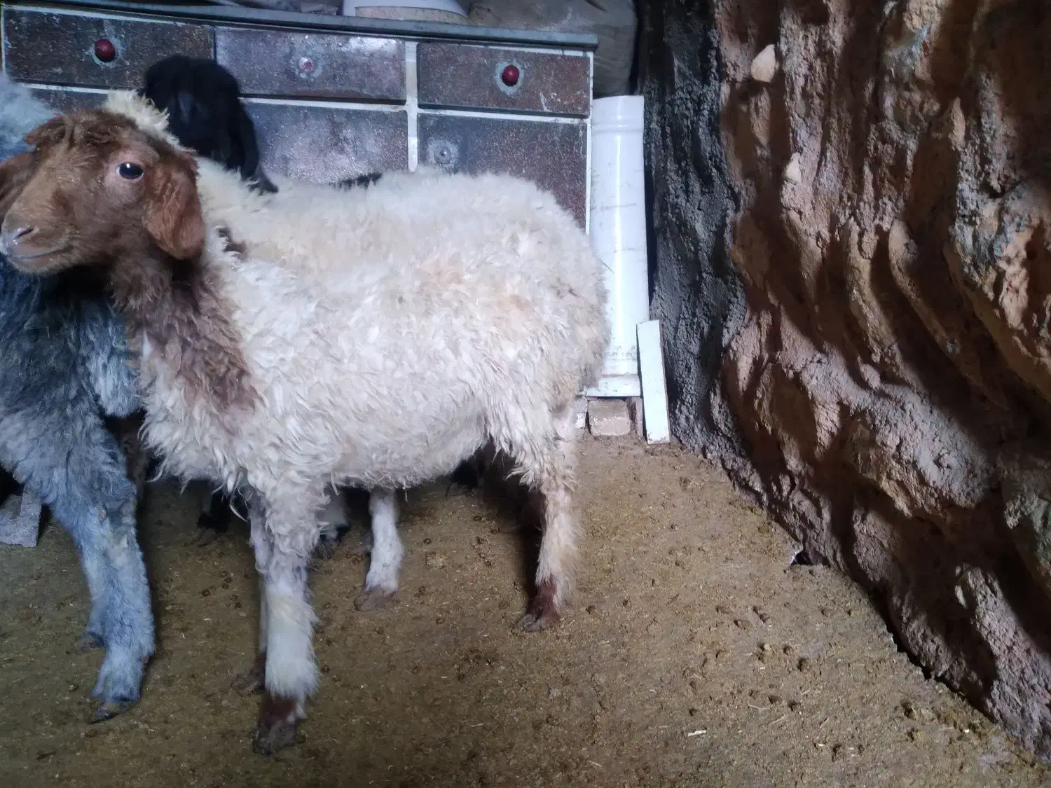 کاور|حیوانات مزرعه|زاگرس, |دیوار