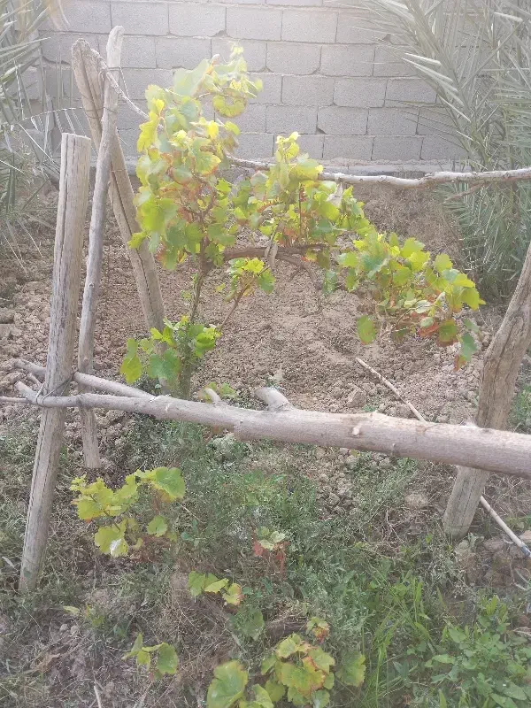 باغبان هستم|خدمات باغبانی و درختکاری|بندر ماهشهر, |دیوار