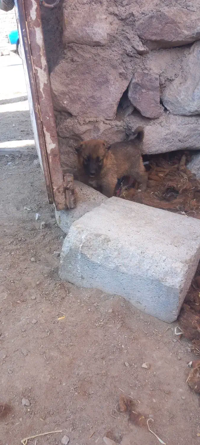 واگذاری توله نر|سگ|سراب, |دیوار