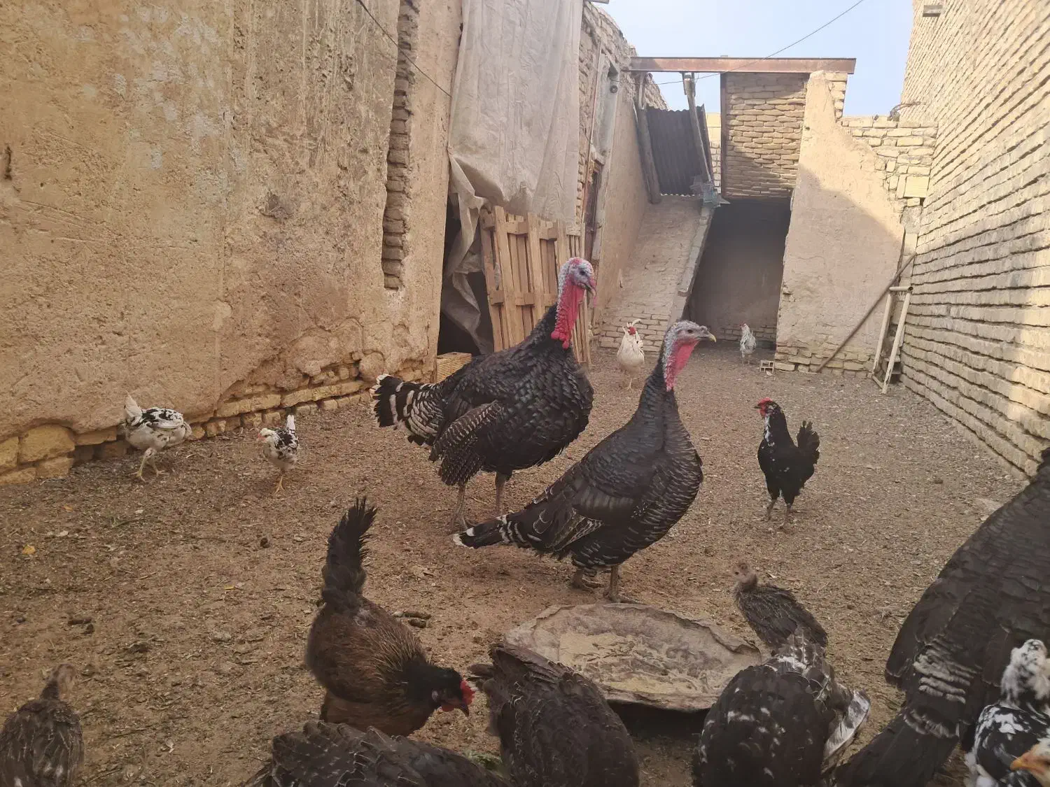 بوقلمون برنزه|حیوانات مزرعه|اصفهان, براآن شمالی|دیوار