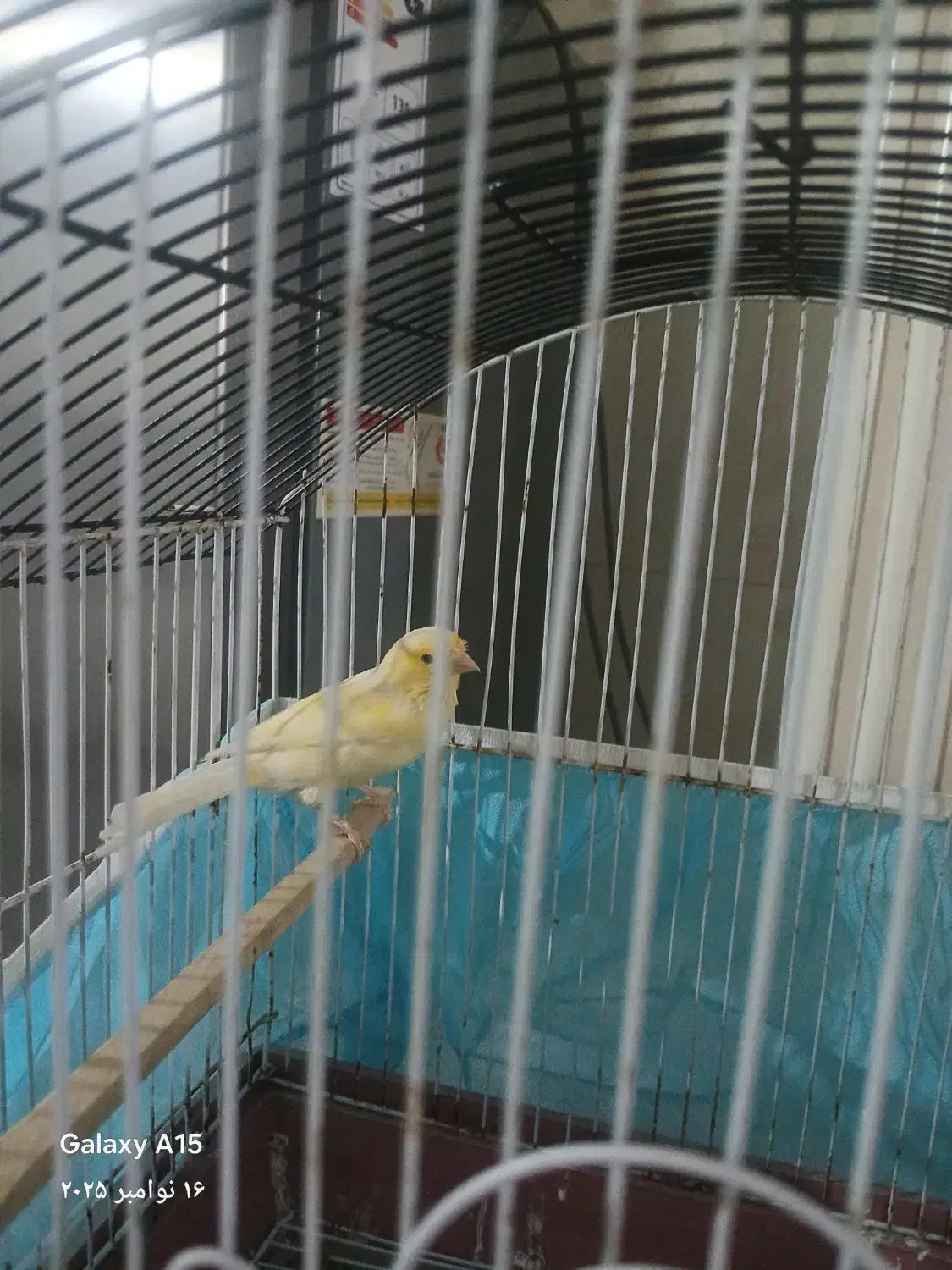 قناری ماده|پرنده|نسیم‌شهر, |دیوار