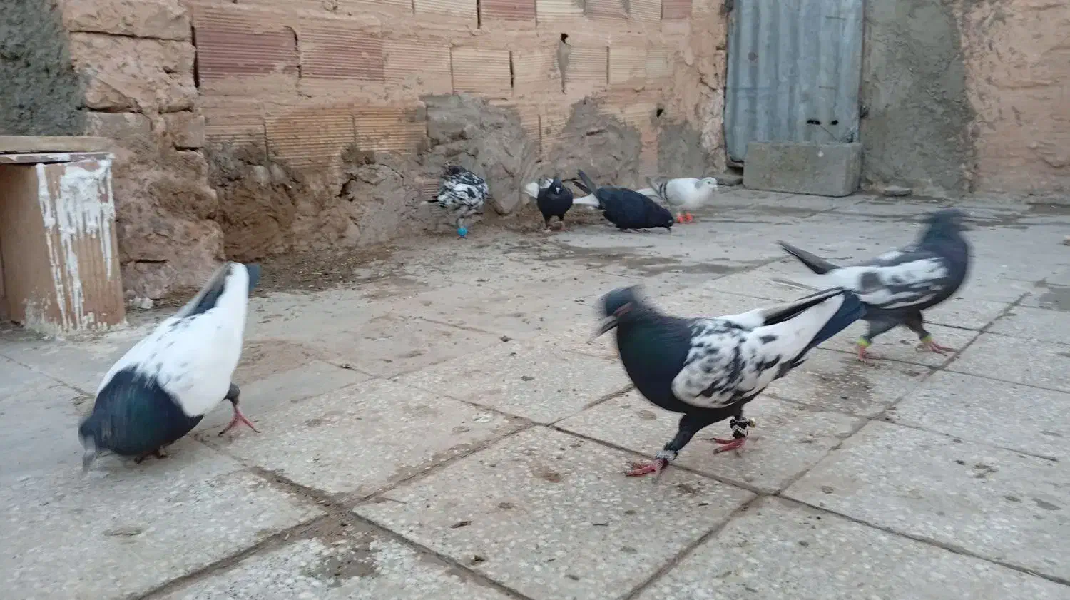 کبوتر|پرنده|سبزوار, جهاد کشاورزی|دیوار