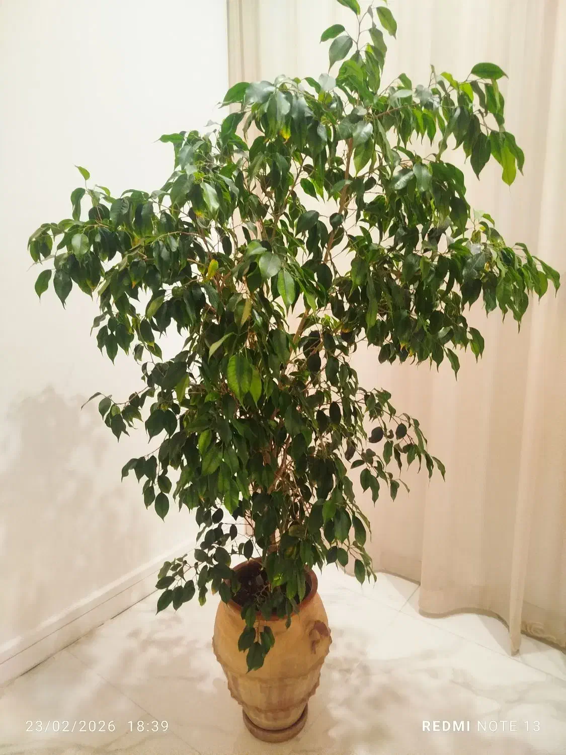 گل طبیعی|گل و گیاه طبیعی|مشهد, هفت تیر (آب و برق)|دیوار