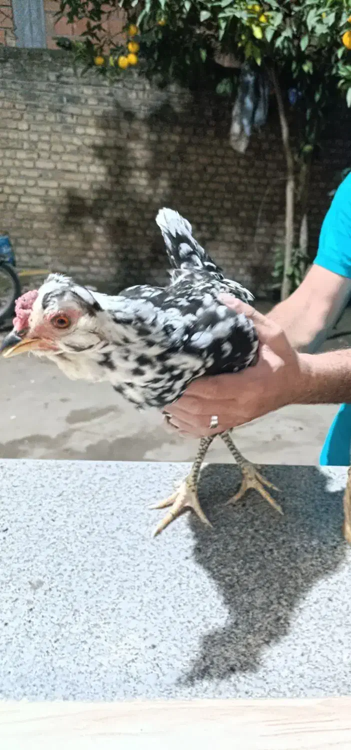 مرغ گلین خال سوزنی با ده تا جوجه از خودش|حیوانات مزرعه|مزرعه کتول, |دیوار