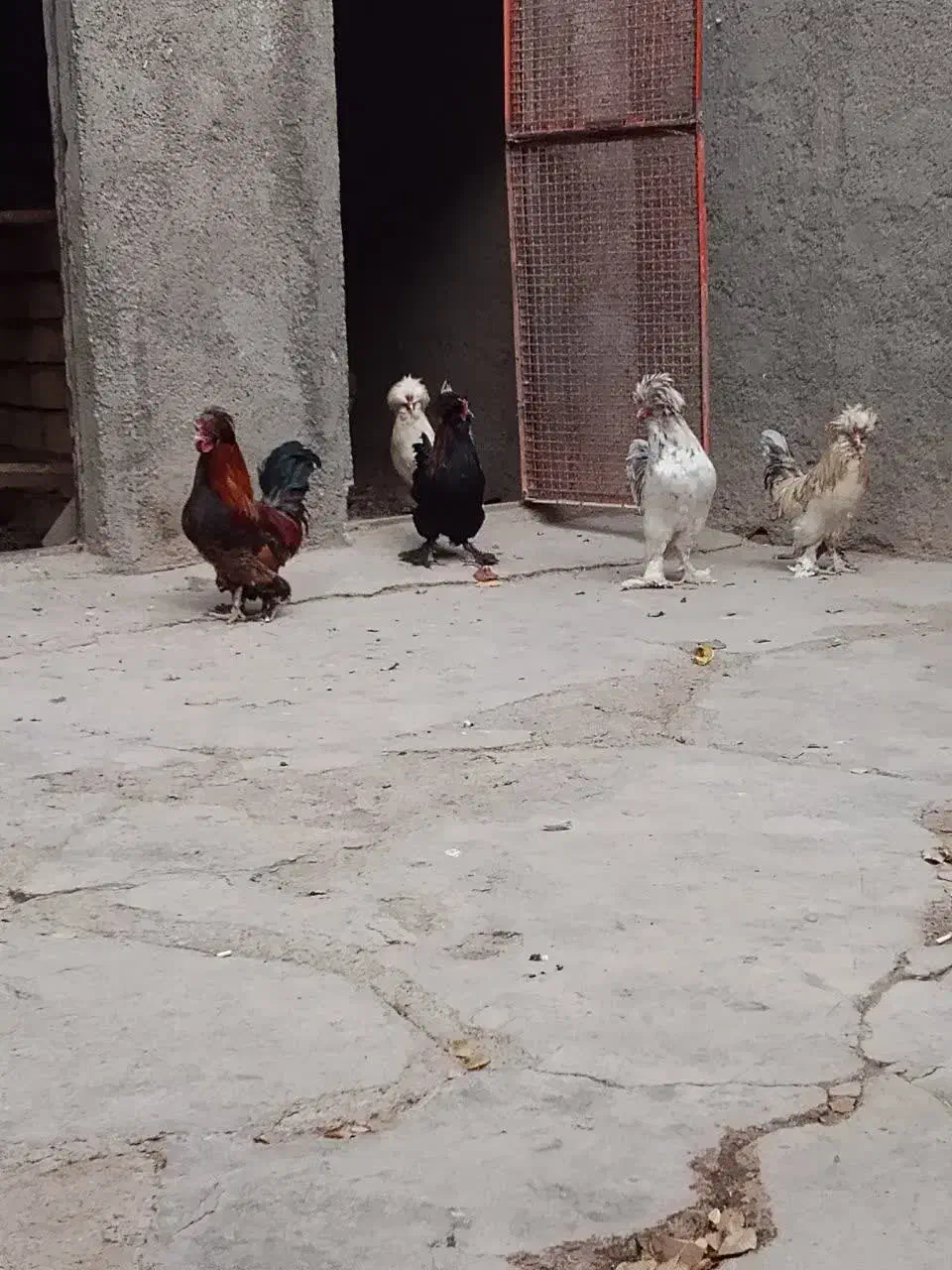 خروس با لغ جوان زینتی|پرنده|سلفچگان, |دیوار