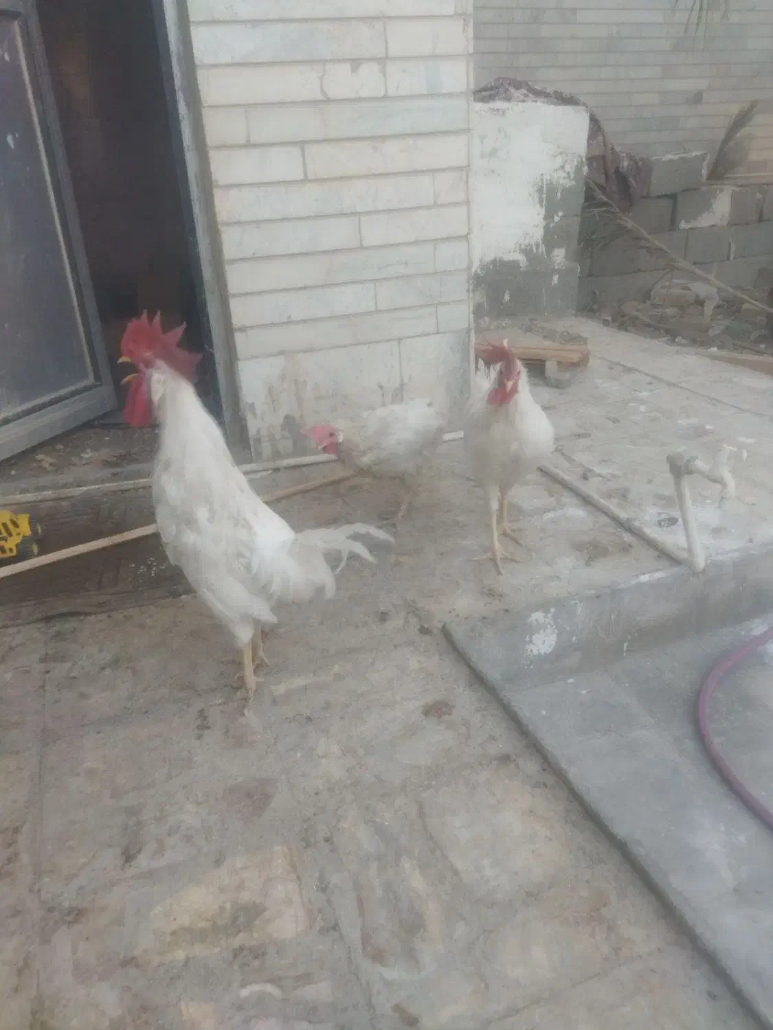 مرغ خانگی|حیوانات مزرعه|سراوان, |دیوار