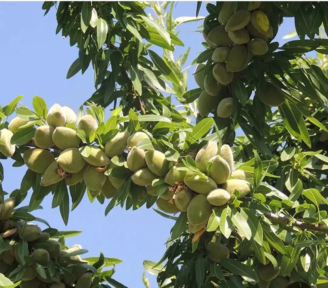 خرید وفروش چوب درختان وانجام همه ی کارهای باغبانی|خدمات باغبانی و درختکاری|صحنه, |دیوار