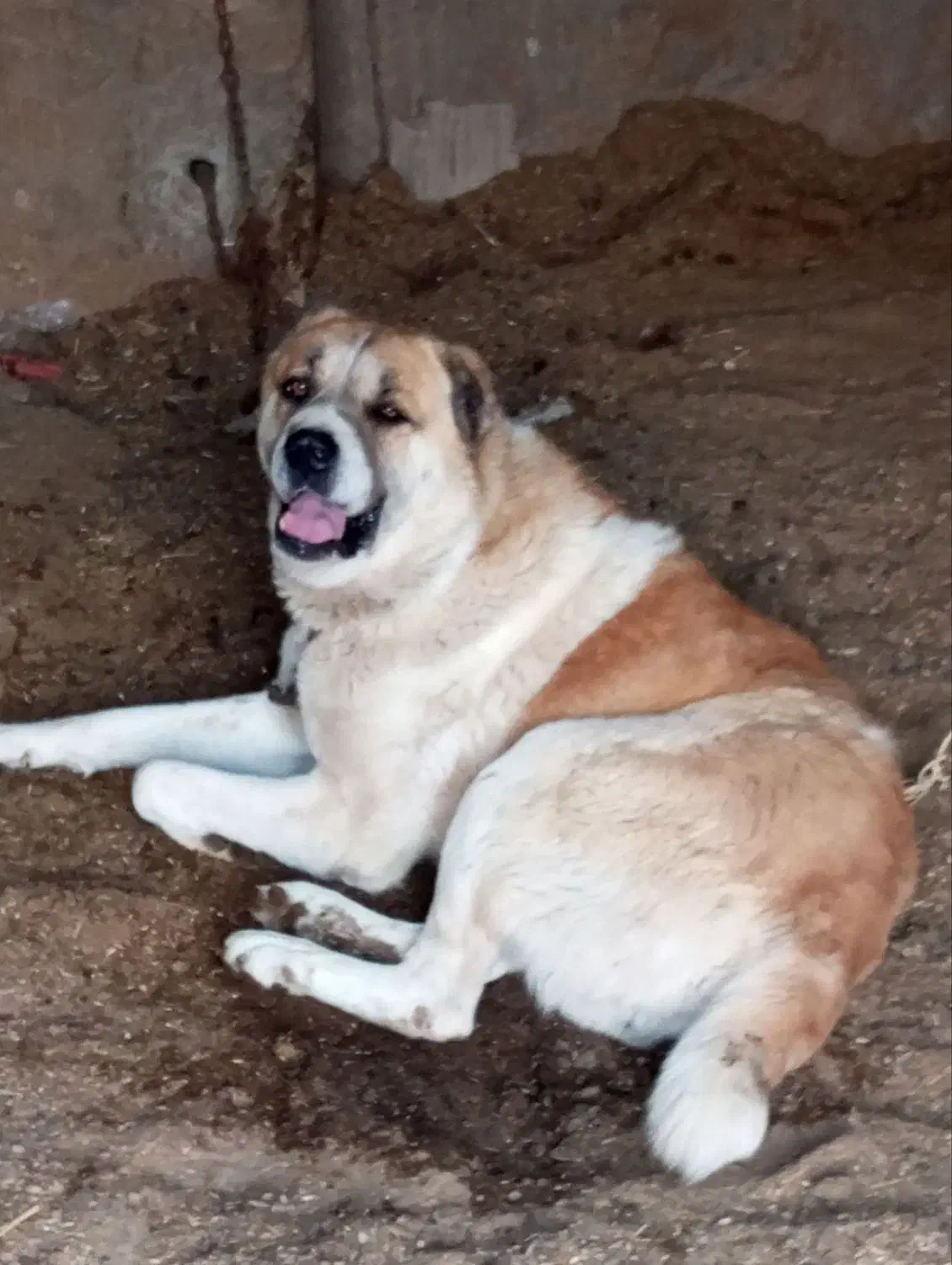 سگ گله|سگ|فاروج, |دیوار